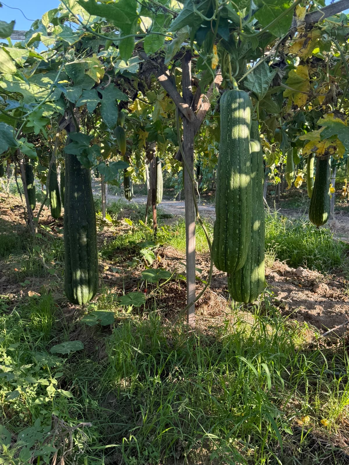 Egyptian organic loofah from the EG LUFFA farm and artisans