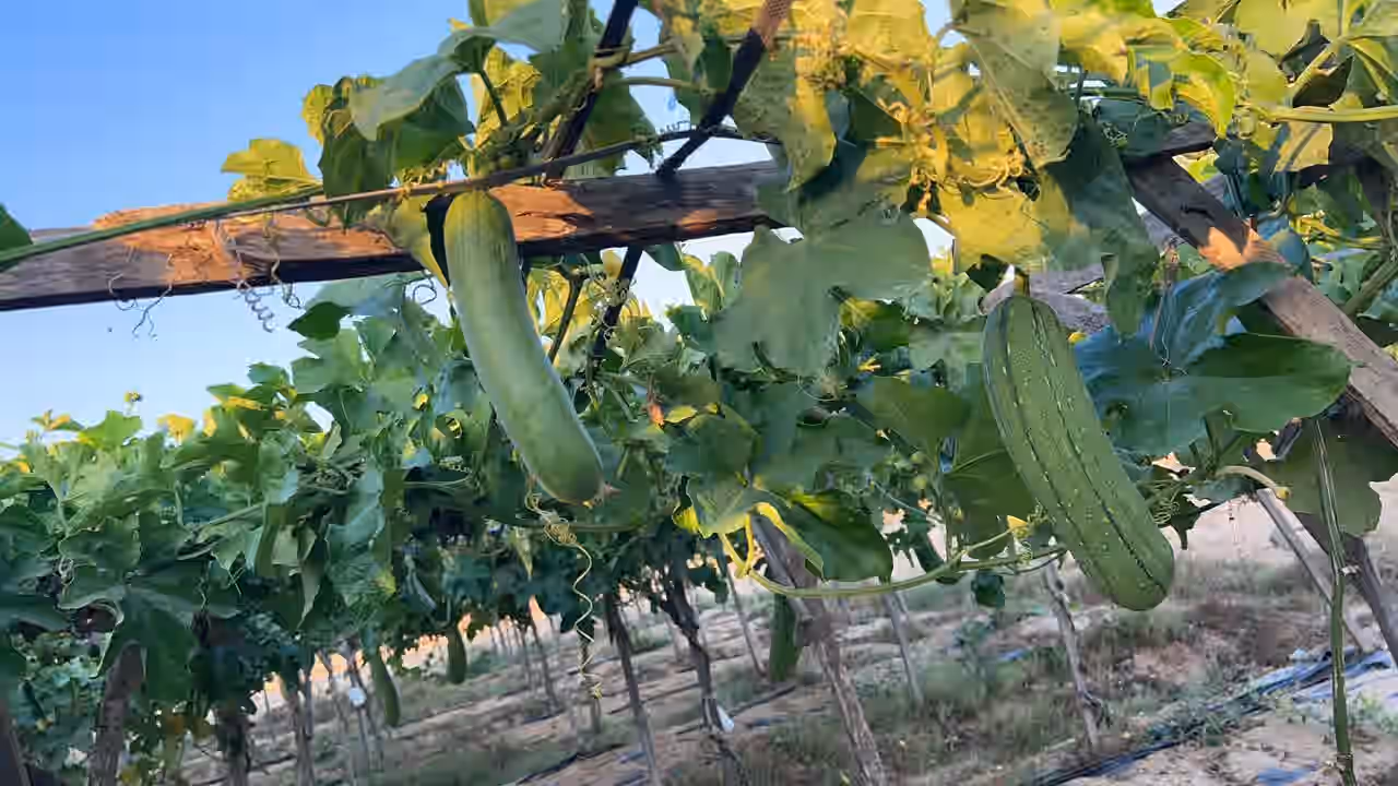 Organic Egyptian loofah fields used for EG LUFFA wholesale production